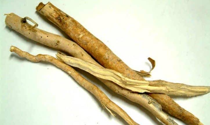 tongkat ali root