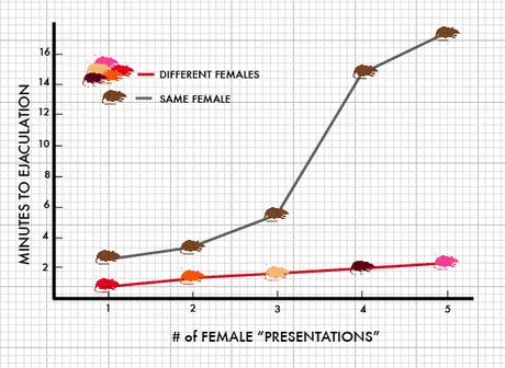 Diagram which illustrates minutes to ejaculation with same female vs new female rat