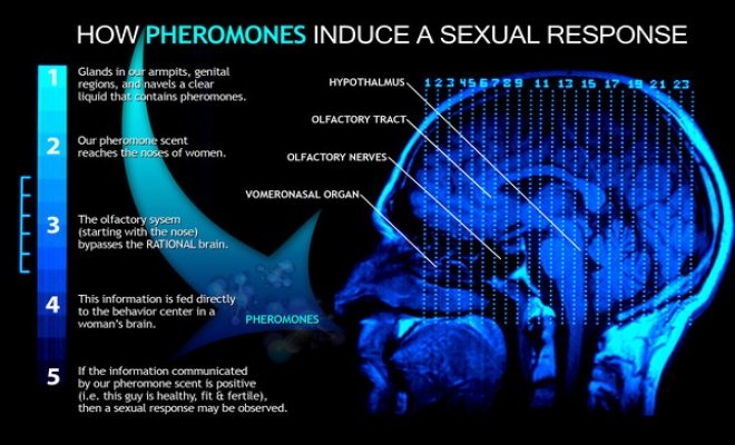 Infographic how phermones trigger sexual response
