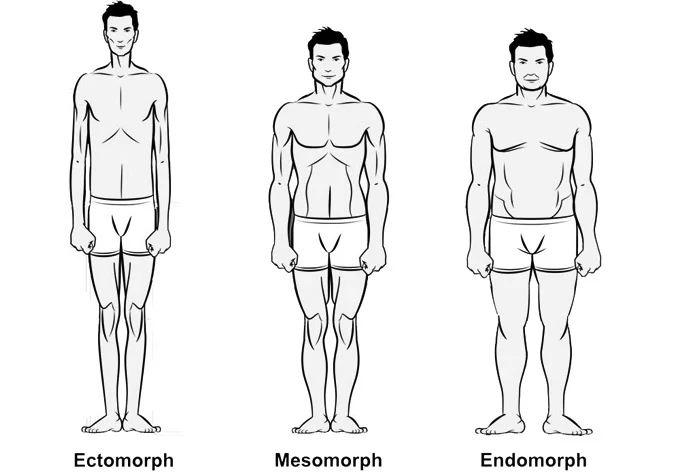 ectomorph, mesomorph endomorph body types