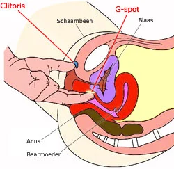 Female anatomy; the g spot