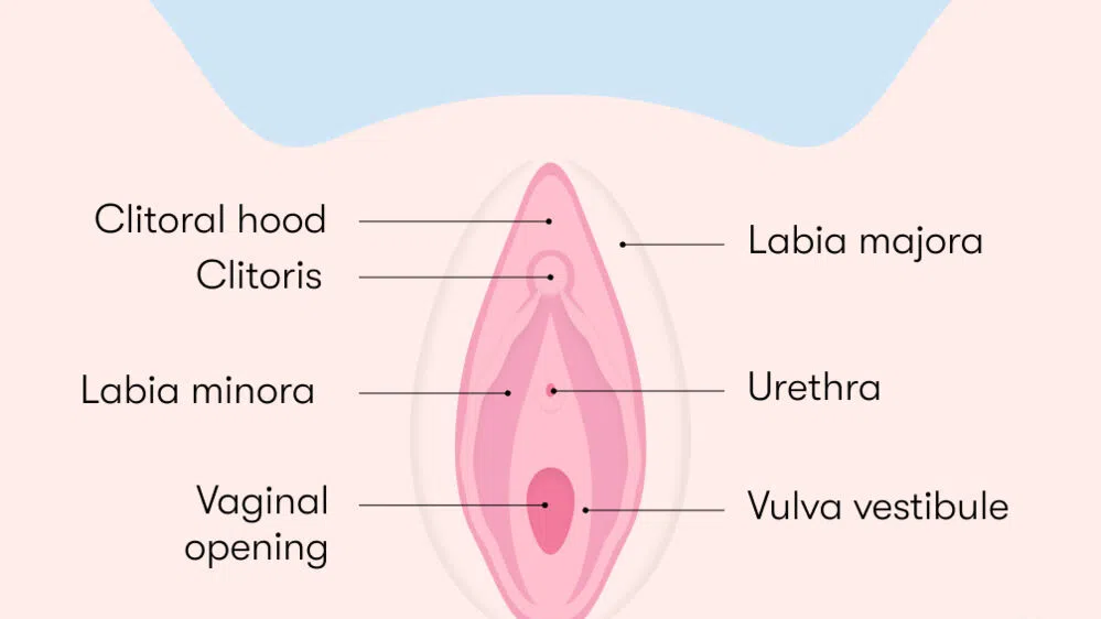 Infographic of the female anatomy